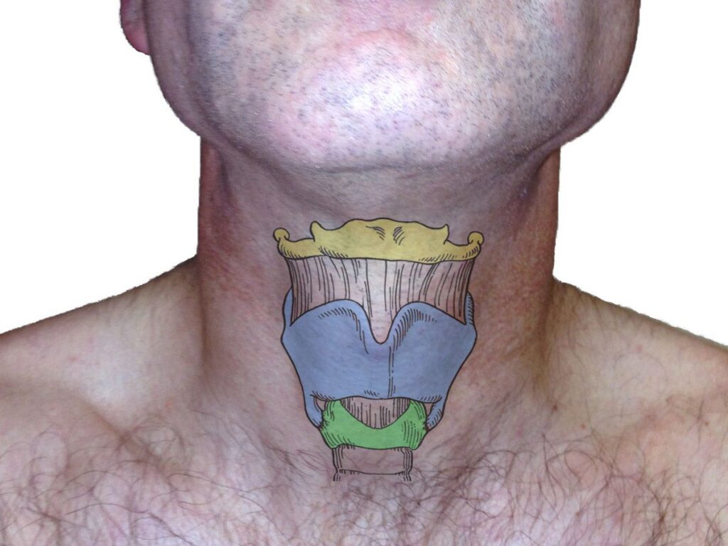 Larynx cartilages illustrated on the neck